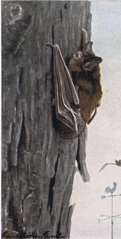Little Brown Bat by Louis Agassiz Fuertes